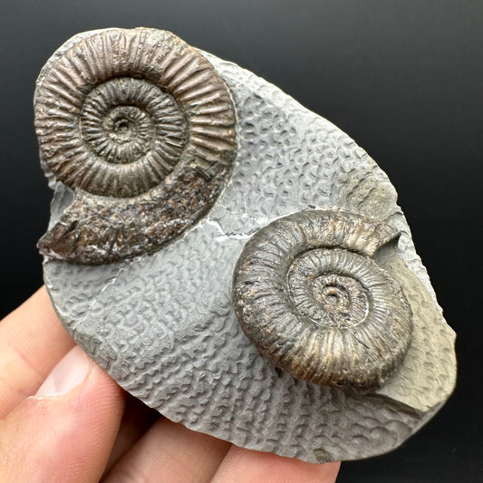 Dactylioceras Ammonite Fossil With Stand - Whitby, North Yorkshire Jurassic Coast Yorkshire Fossils