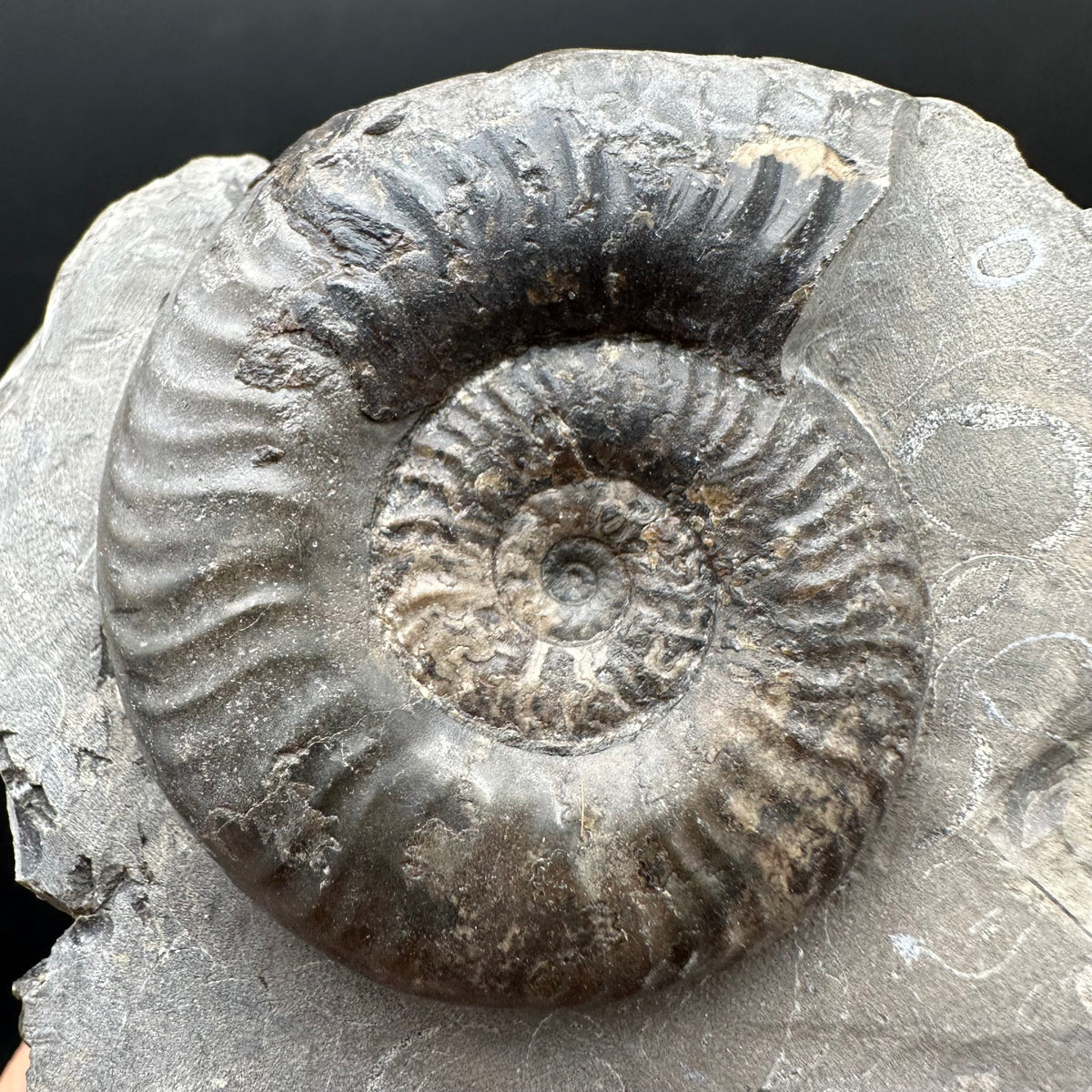 Grammoceras thoaurense Ammonite shell fossil with box and stand - Whitby, North Yorkshire, Yorkshire Fossils from the Jurassic Coast