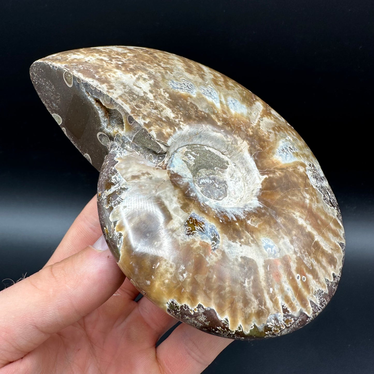 Cleoniceras Ammonite Fossil With Stand - Cretaceous Ammonite Madagascar