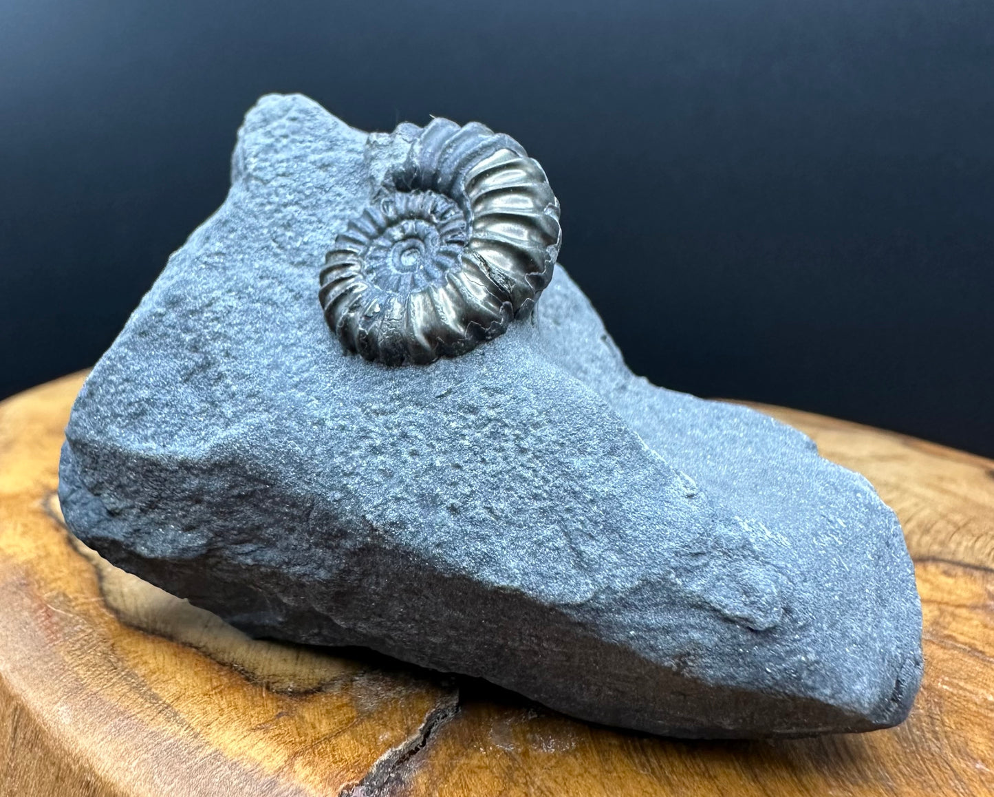 Promicroceras ammonite shell fossil with box and stand - Whitby, North Yorkshire Jurassic Coast Yorkshire Fossils
