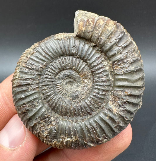 Dactylioceras Ammonite Fossil With Box And Stand - Whitby, North Yorkshire Jurassic Coast Yorkshire Fossils