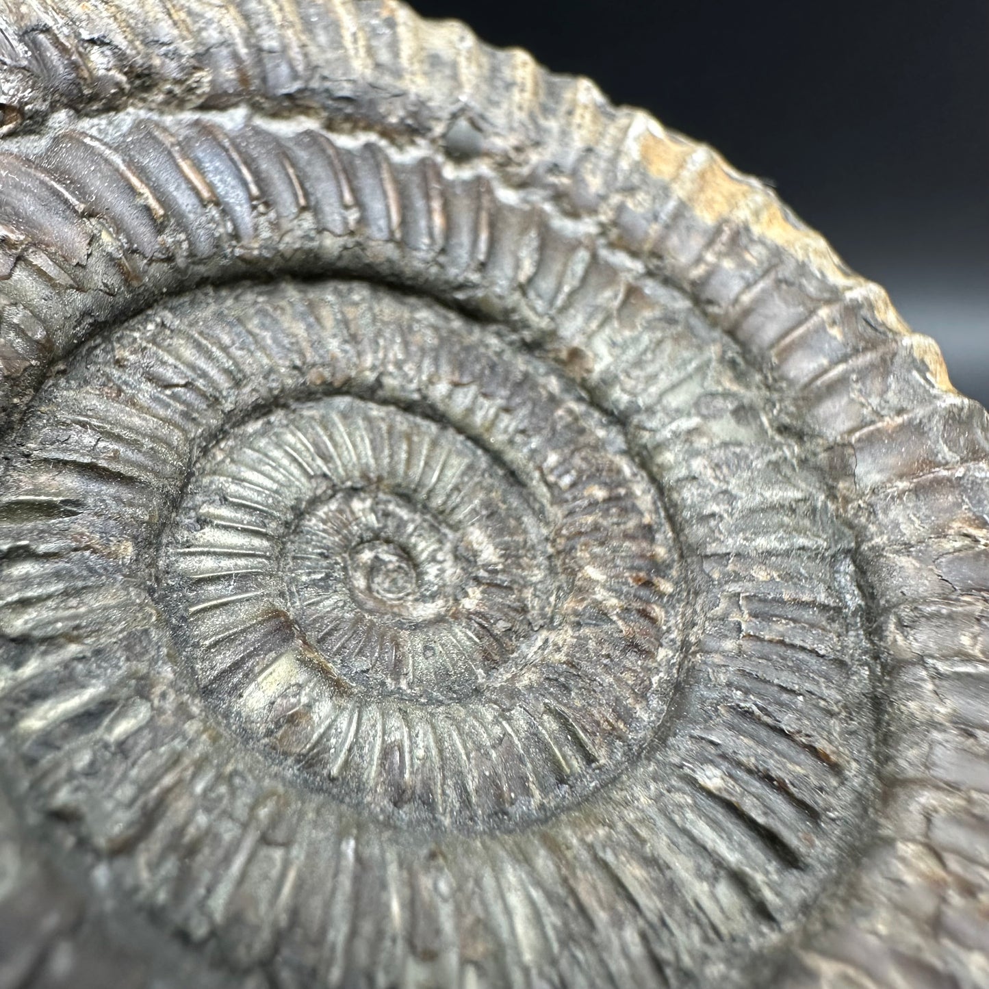 Dactylioceras Ammonite Fossil With Box And Stand - Whitby, North Yorkshire Jurassic Coast Yorkshire Fossils