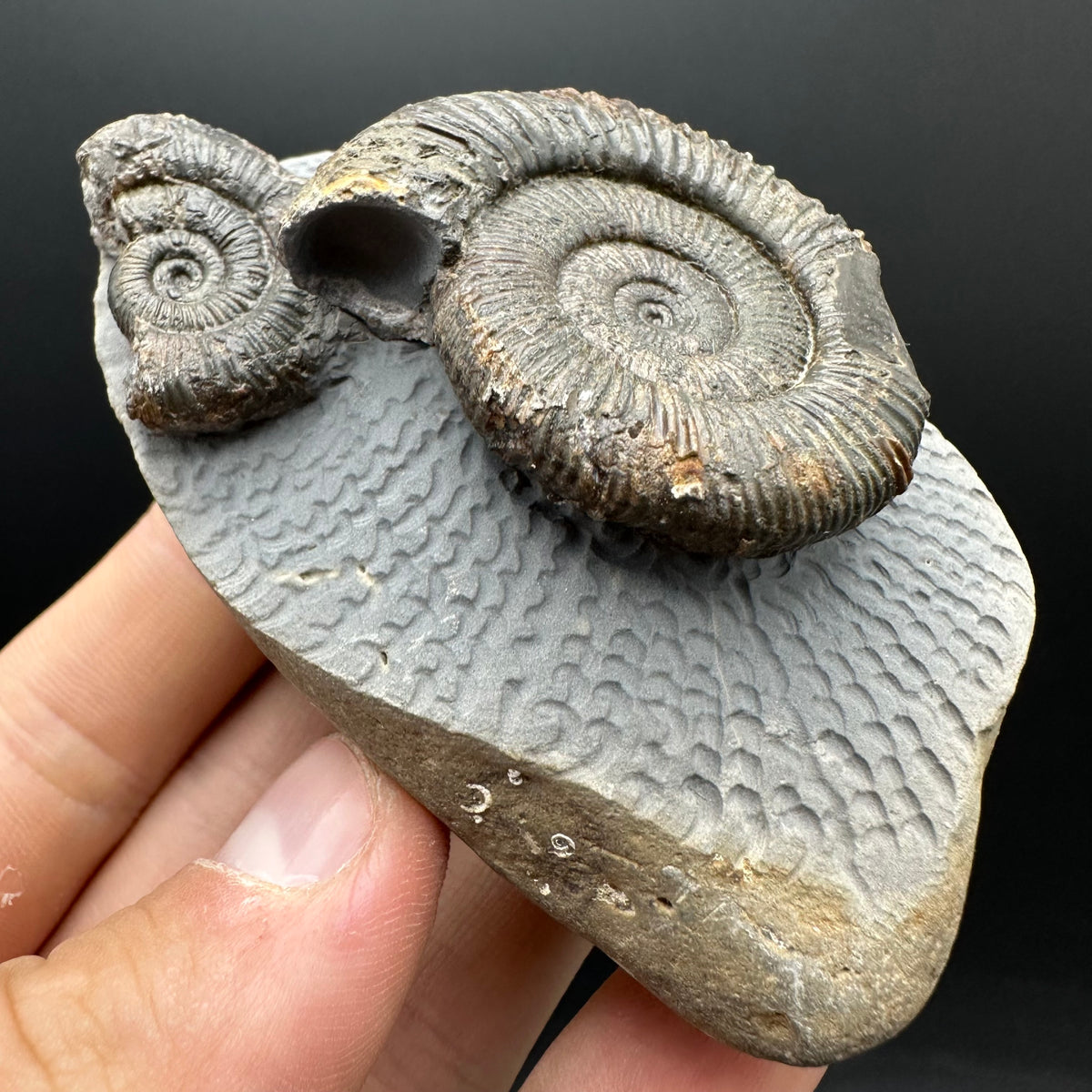 Dactylioceras Ammonite Fossil With Stand - Whitby, North Yorkshire Jurassic Coast Yorkshire Fossils