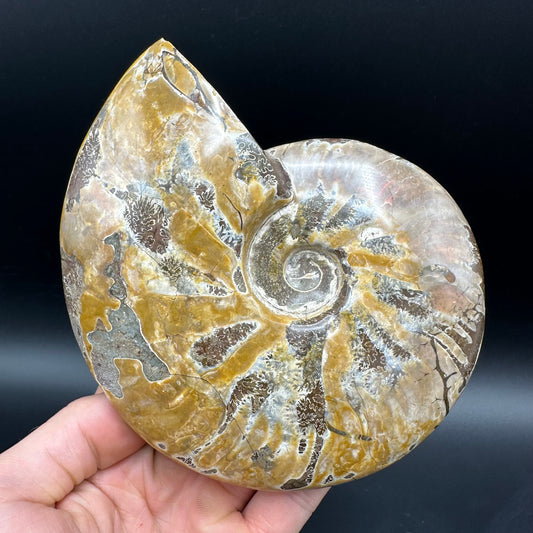 Cleoniceras Ammonite Fossil With Stand - Cretaceous Ammonite Madagascar