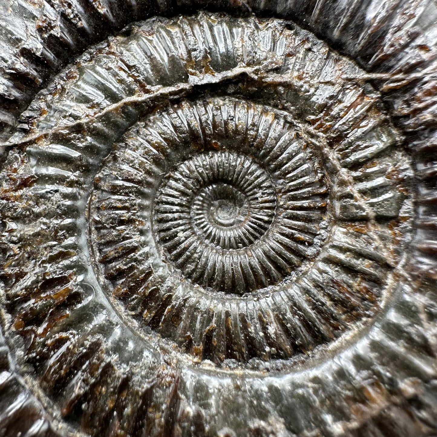 Dactylioceras Ammonite Fossil With Box And Stand - Whitby, North Yorkshire Jurassic Coast Yorkshire Fossils