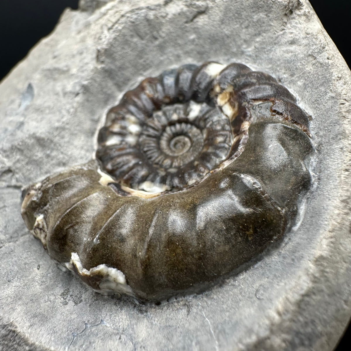 Androgynoceras maculatum ammonite fossil with stand - Whitby, North Yorkshire Jurassic Coast Yorkshire Fossils