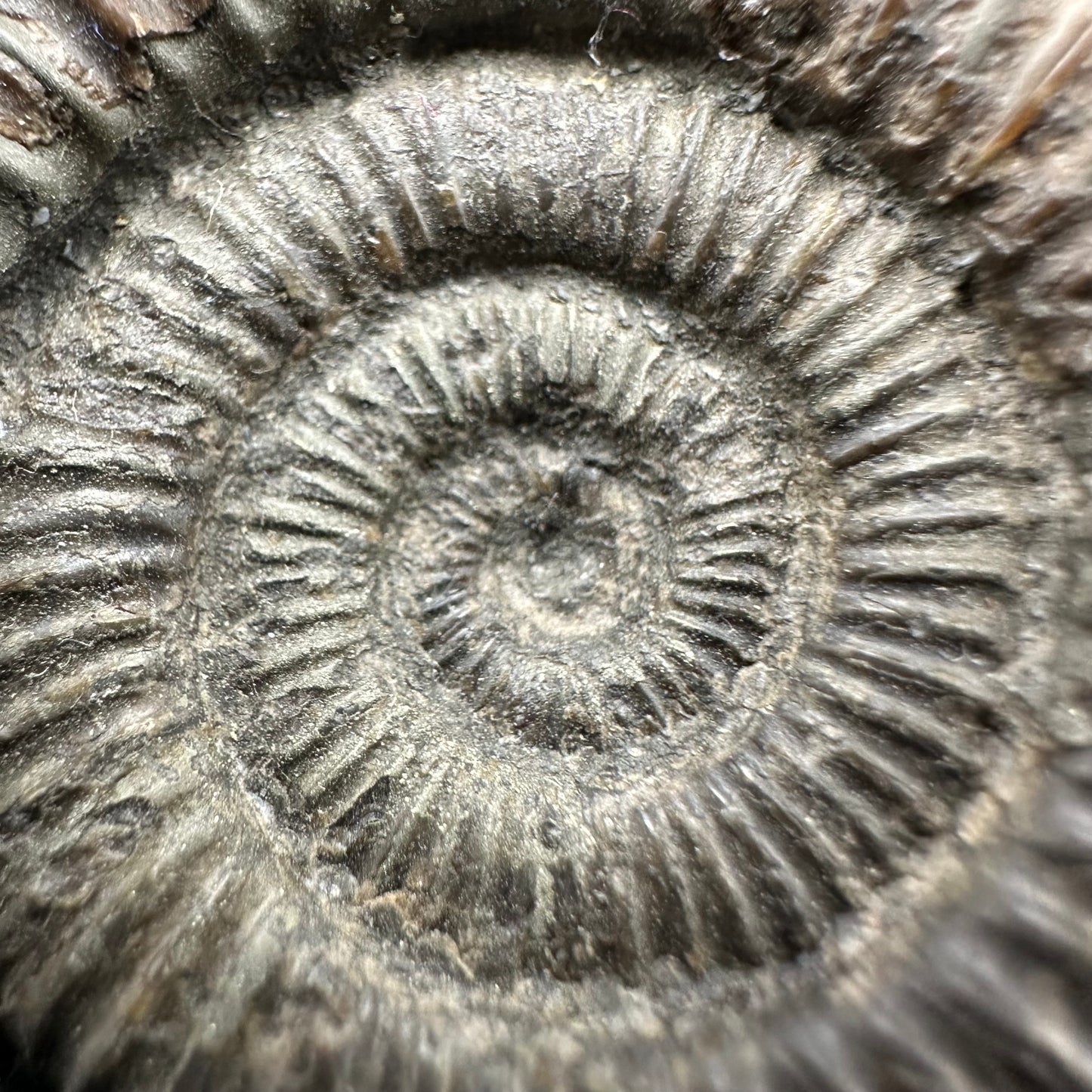 Dactylioceras Ammonite Fossil With Box And Stand - Whitby, North Yorkshire Jurassic Coast Yorkshire Fossils