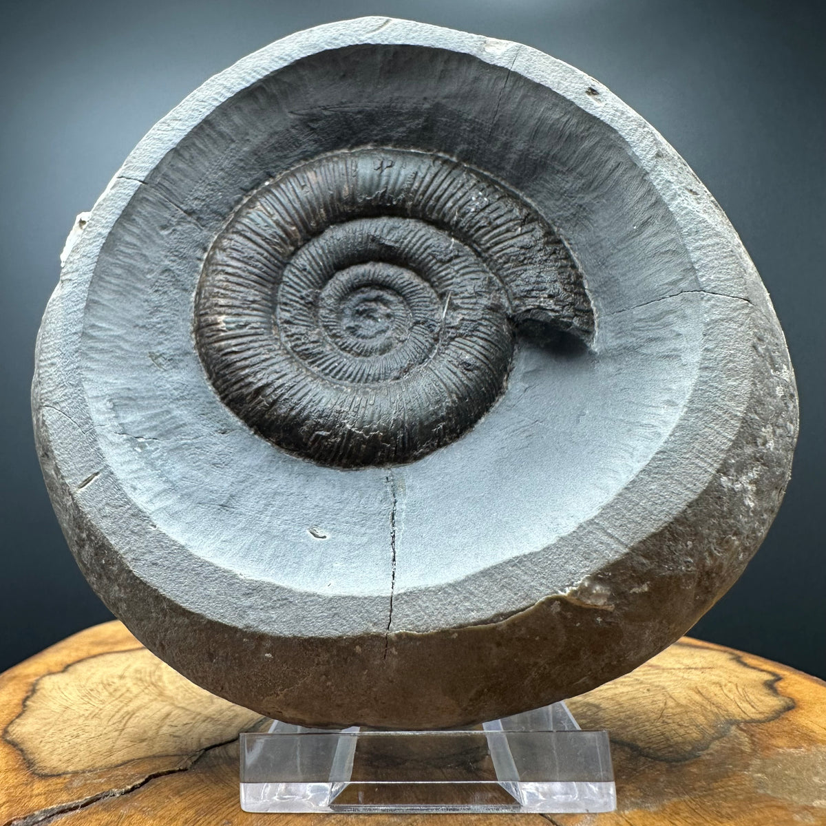 Dactylioceras tenuicostatum Ammonite fossil with box and stand - Whitby, North Yorkshire Jurassic Coast