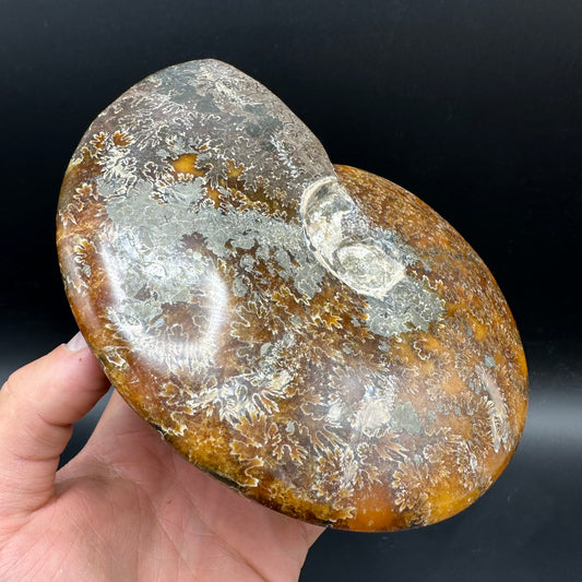 Cleoniceras Ammonite Fossil With Stand - Cretaceous Ammonite Madagascar