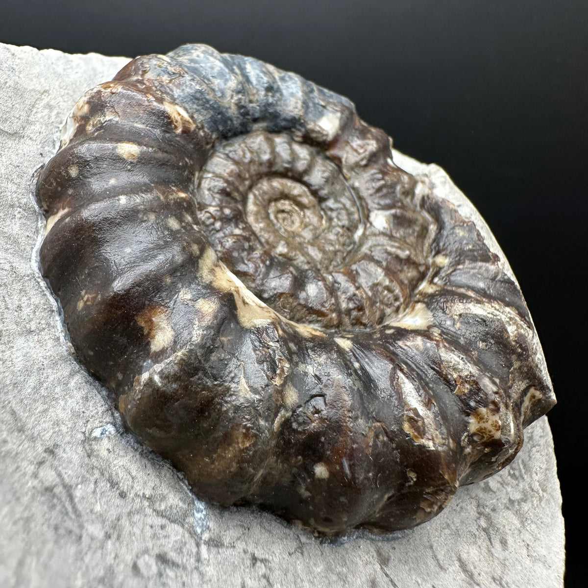 Androgynoceras maculatum ammonite fossil with stand - Whitby, North Yorkshire Jurassic Coast Yorkshire Fossils