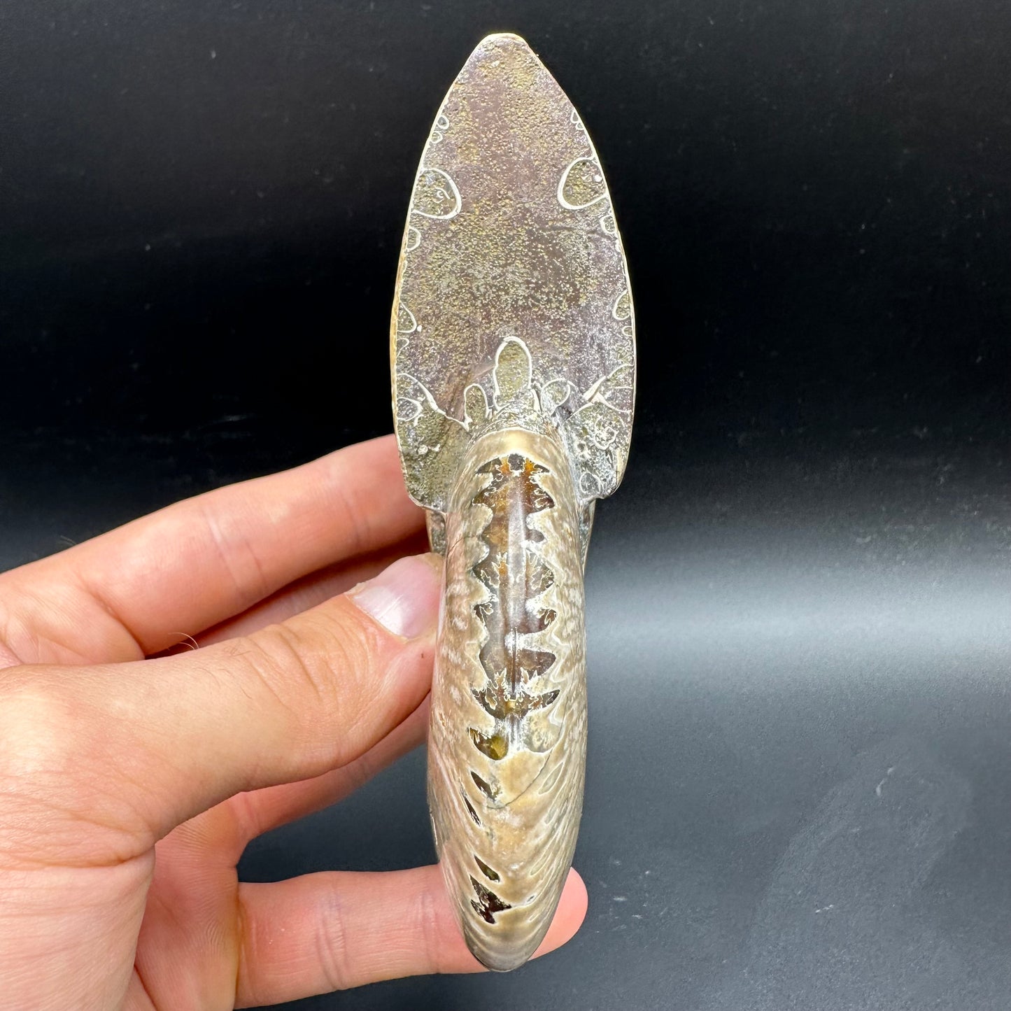 Cleoniceras Ammonite Fossil With Box And Stand - Cretaceous Ammonite Madagascar