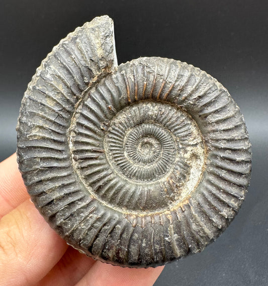 Dactylioceras Ammonite Fossil With Box And Stand - Whitby, North Yorkshire Jurassic Coast Yorkshire Fossils