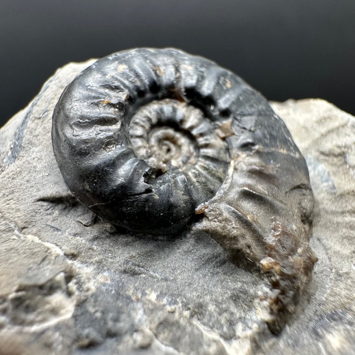 Amaltheus subnodosus Ammonite fossil with stand - Whitby, North Yorkshire Jurassic Coast Yorkshire Fossils