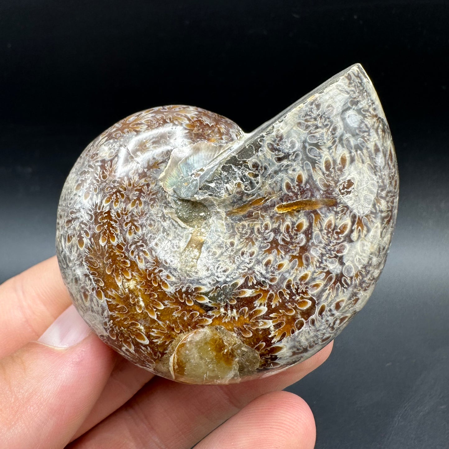 Phylloceras Ammonite Fossil With Box And Stand - Cretaceous Ammonite Madagascar