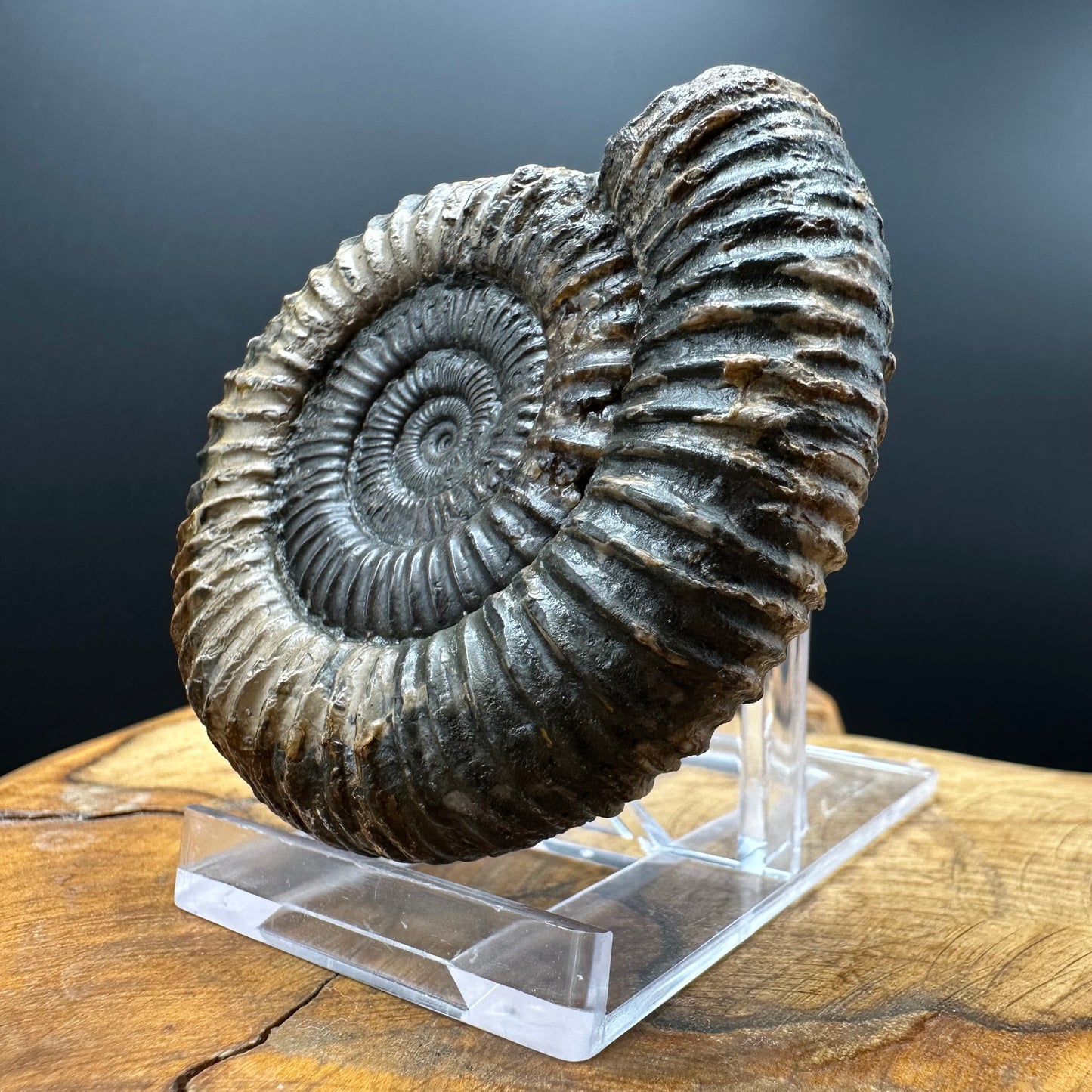 Dactylioceras Ammonite Fossil With box and Stand - Whitby, North Yorkshire Jurassic Coast Yorkshire Fossils