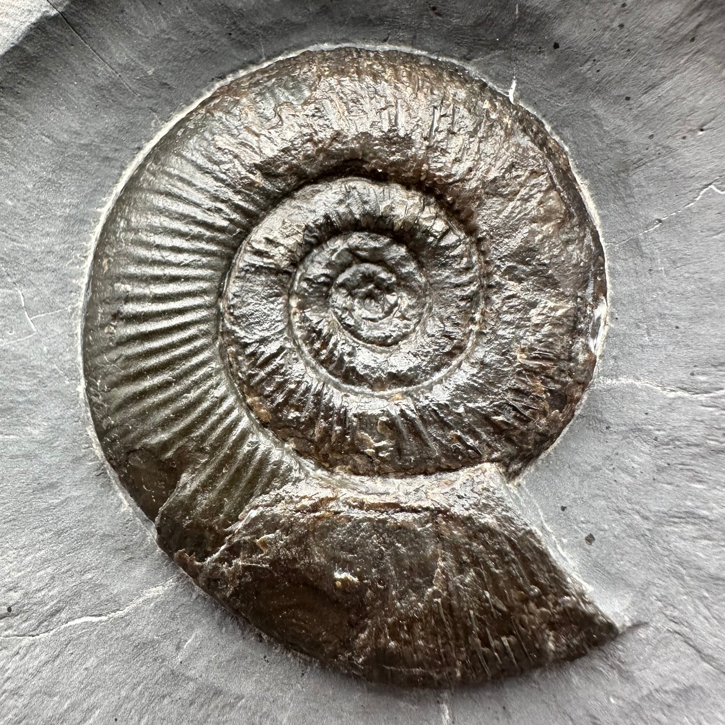 Dactylioceras semicelatum Ammonite Fossil With Stand- Whitby, North Yorkshire Jurassic Coast Yorkshire Fossils
