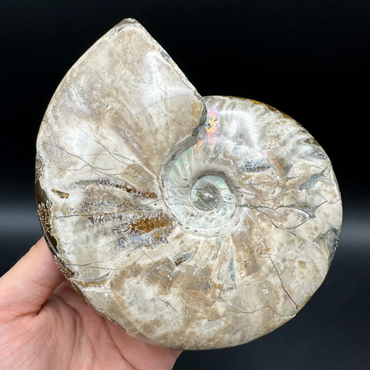 Cleoniceras Ammonite Fossil With Stand - Cretaceous Ammonite Madagascar