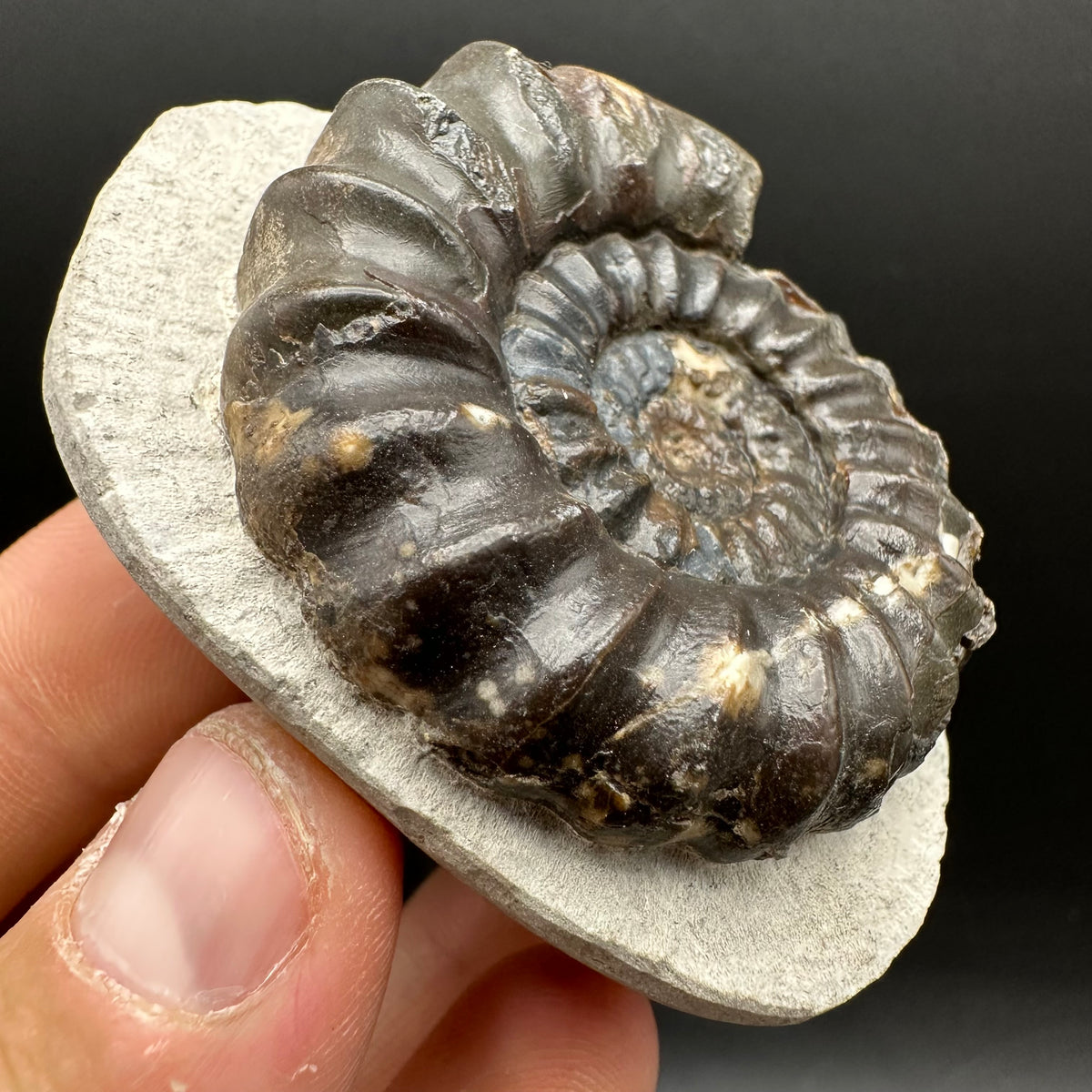 Androgynoceras maculatum ammonite fossil with box and stand - Whitby, North Yorkshire Jurassic Coast Yorkshire Fossils