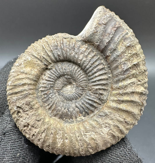 Dactylioceras Ammonite Fossil With Box And Stand - Whitby, North Yorkshire Jurassic Coast Yorkshire Fossils
