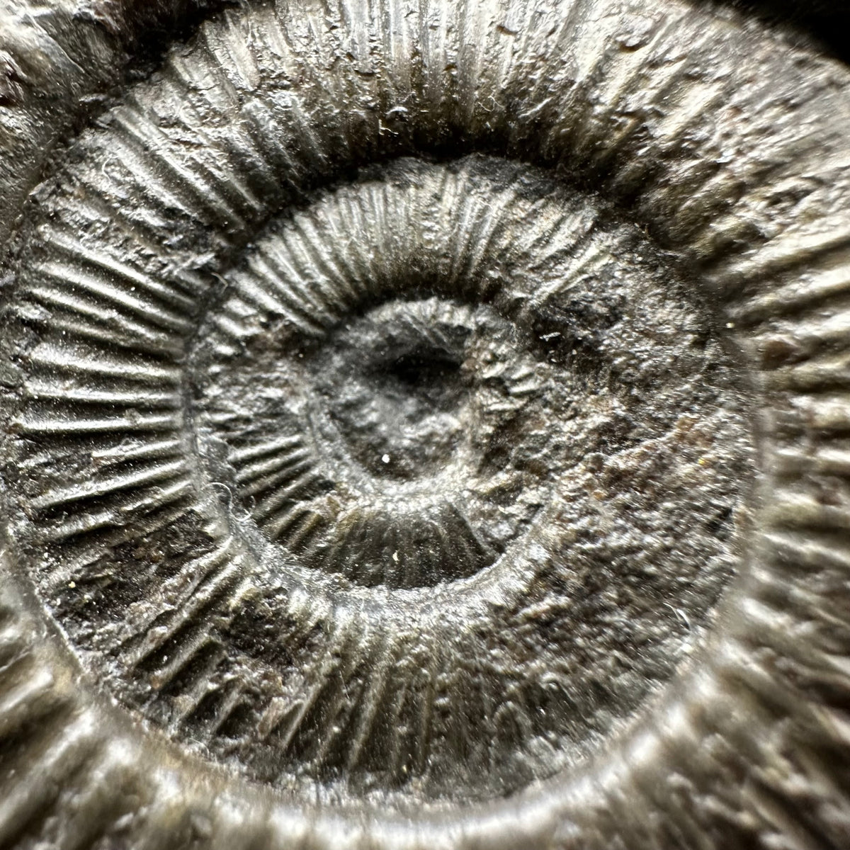 Hydra Snakestone Ammonite Fossil With Bag/Box And Stand - Whitby, North Yorkshire Jurassic Coast Yorkshire Fossils