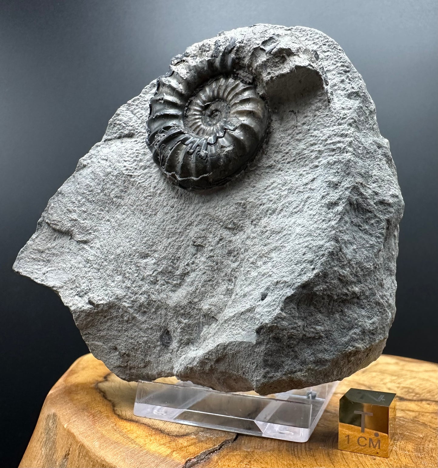 Asteroceras Ammonite fossil with box and stand - Whitby, North Yorkshire Jurassic Coast Yorkshire Fossils