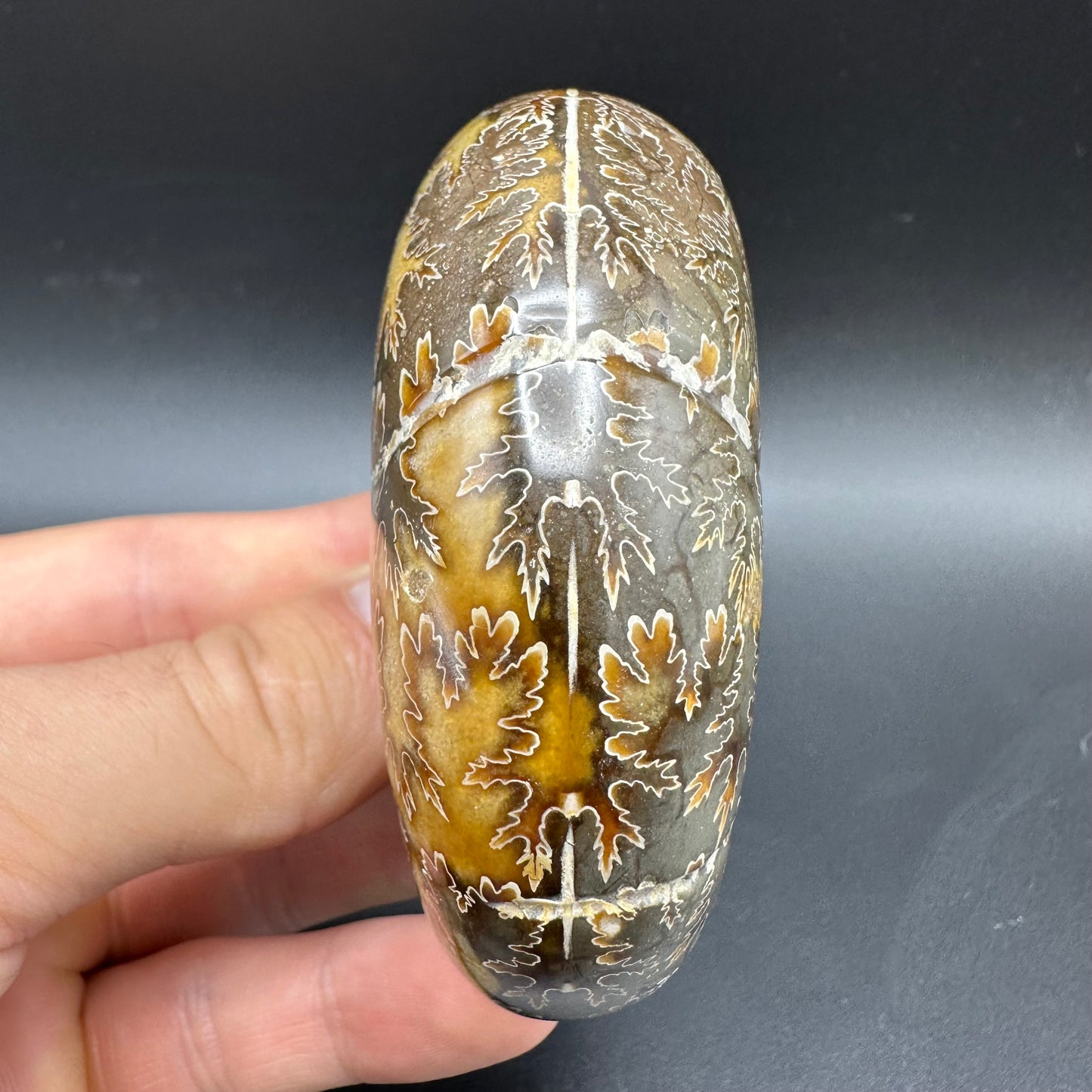 Puzosia Ammonite Fossil With Box And Stand - Cretaceous Ammonite Madagascar