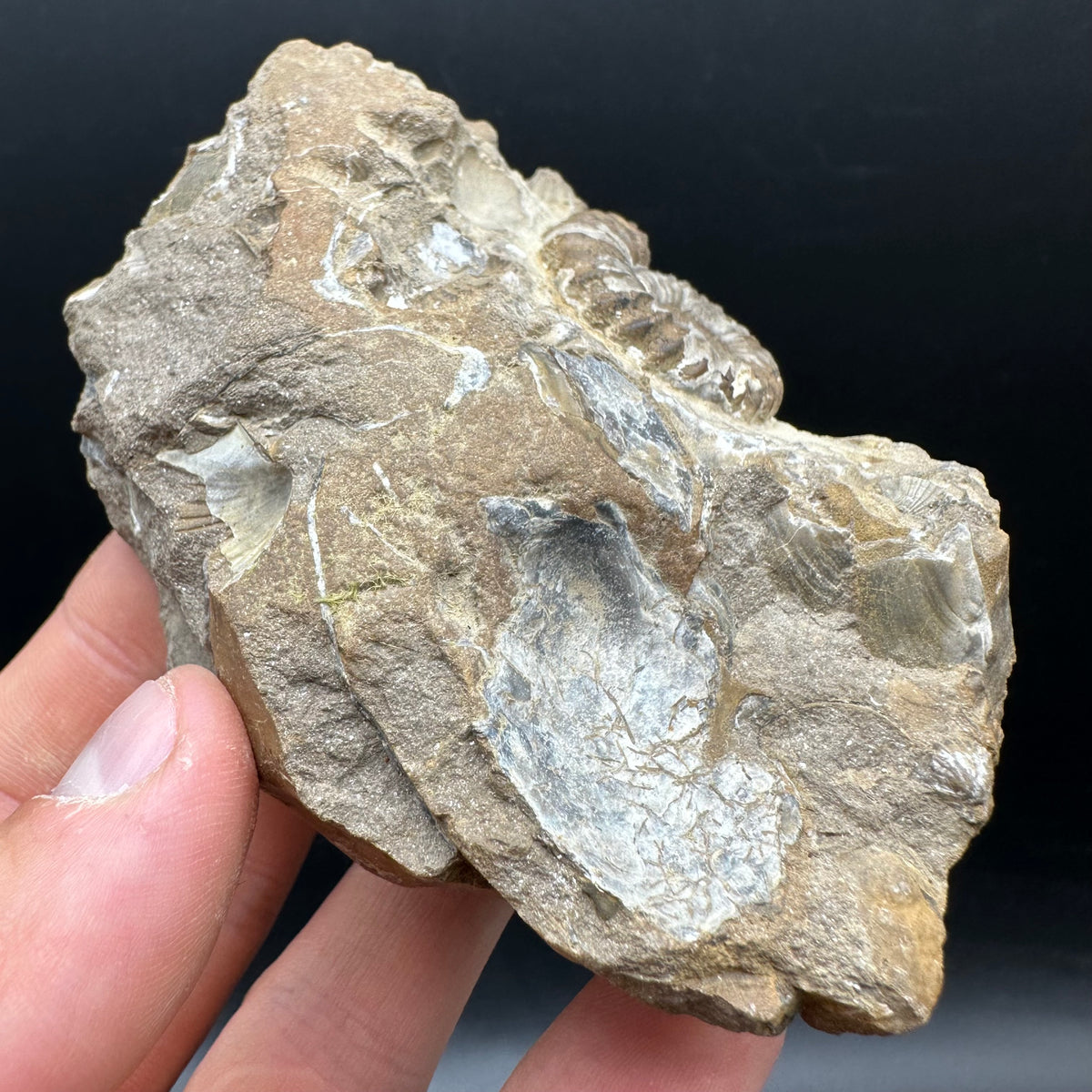 Androgynoceras capricornus Ammonite Fossil With Stand - Whitby, North Yorkshire Jurassic Coast Yorkshire Fossils