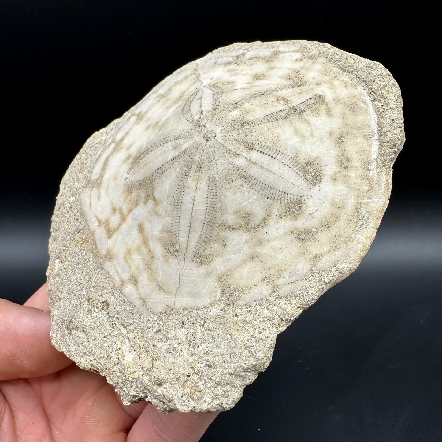 Echinoid (Sea Urchin) Fossil With Box And Stand - Indonesian Echinoid Fossil Indonesia