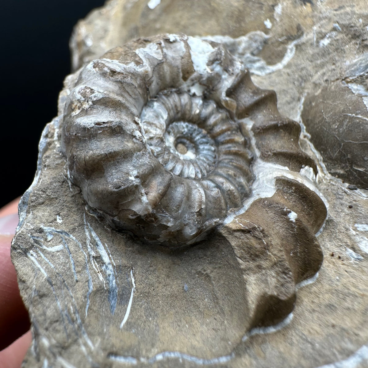 Androgynoceras capricornus Ammonite Fossil With Stand - Whitby, North Yorkshire Jurassic Coast Yorkshire Fossils