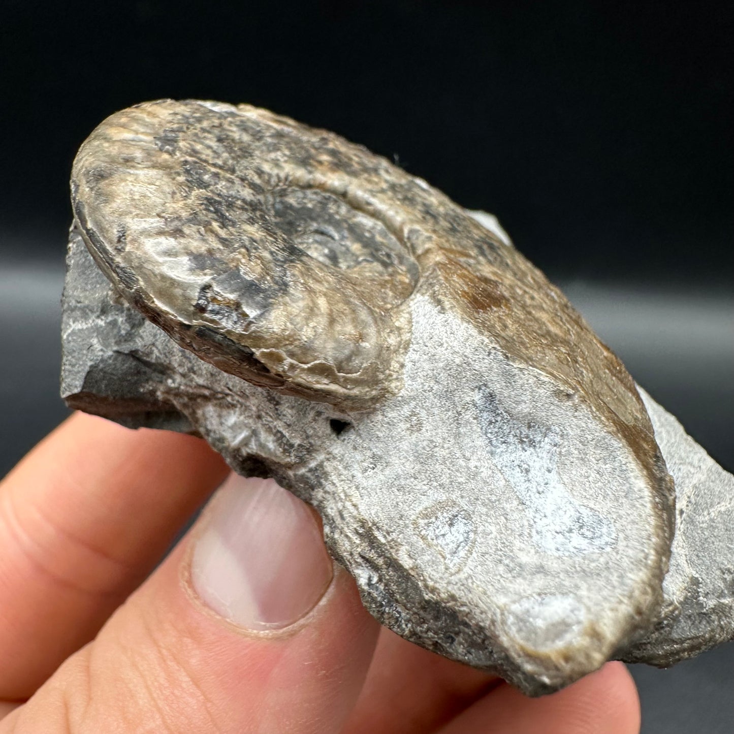 Harpoceras Sp. Ammonite fossil with box and stand - Whitby, North Yorkshire Jurassic Coast Yorkshire Fossils