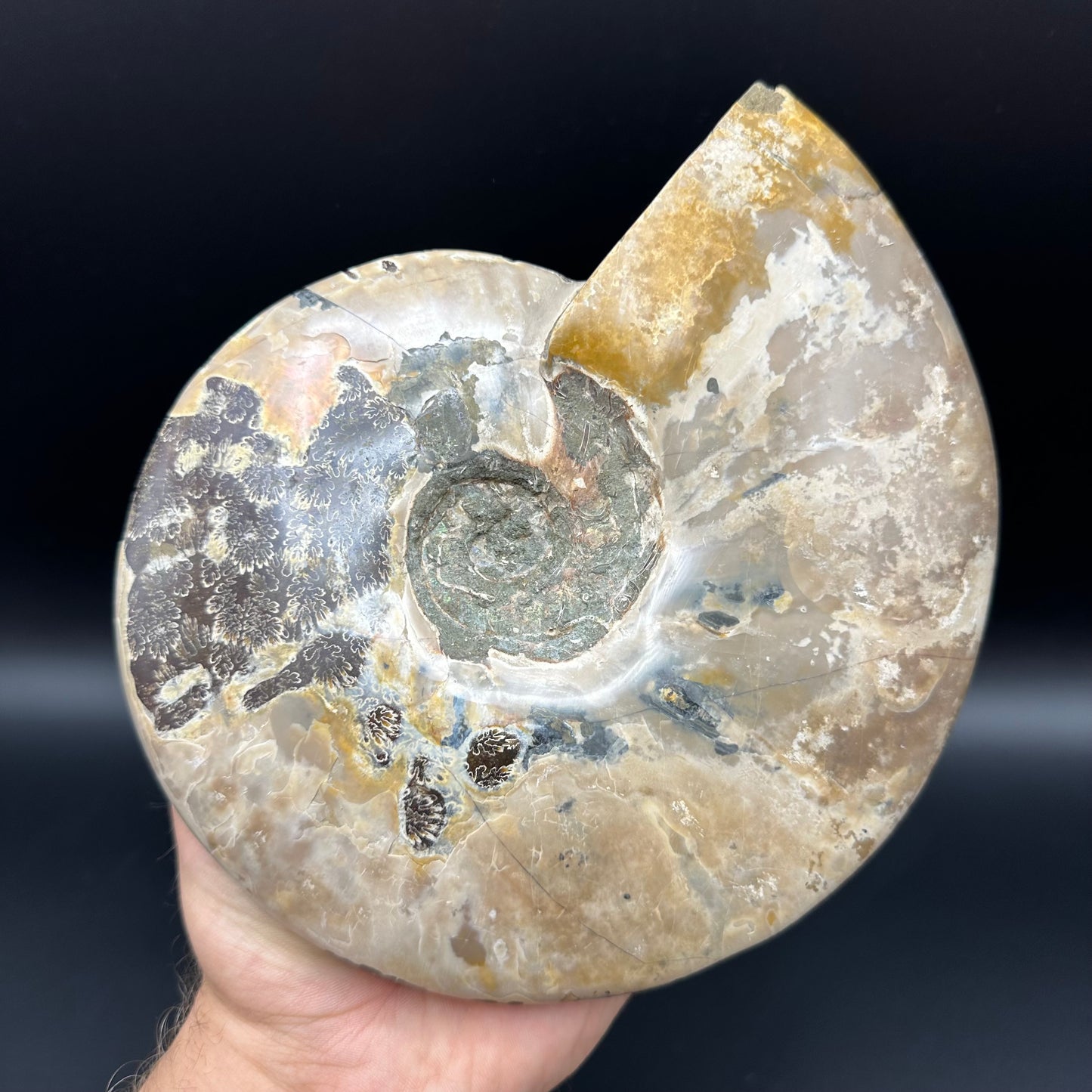 Cleoniceras Ammonite Fossil With Stand - Cretaceous Ammonite Madagascar