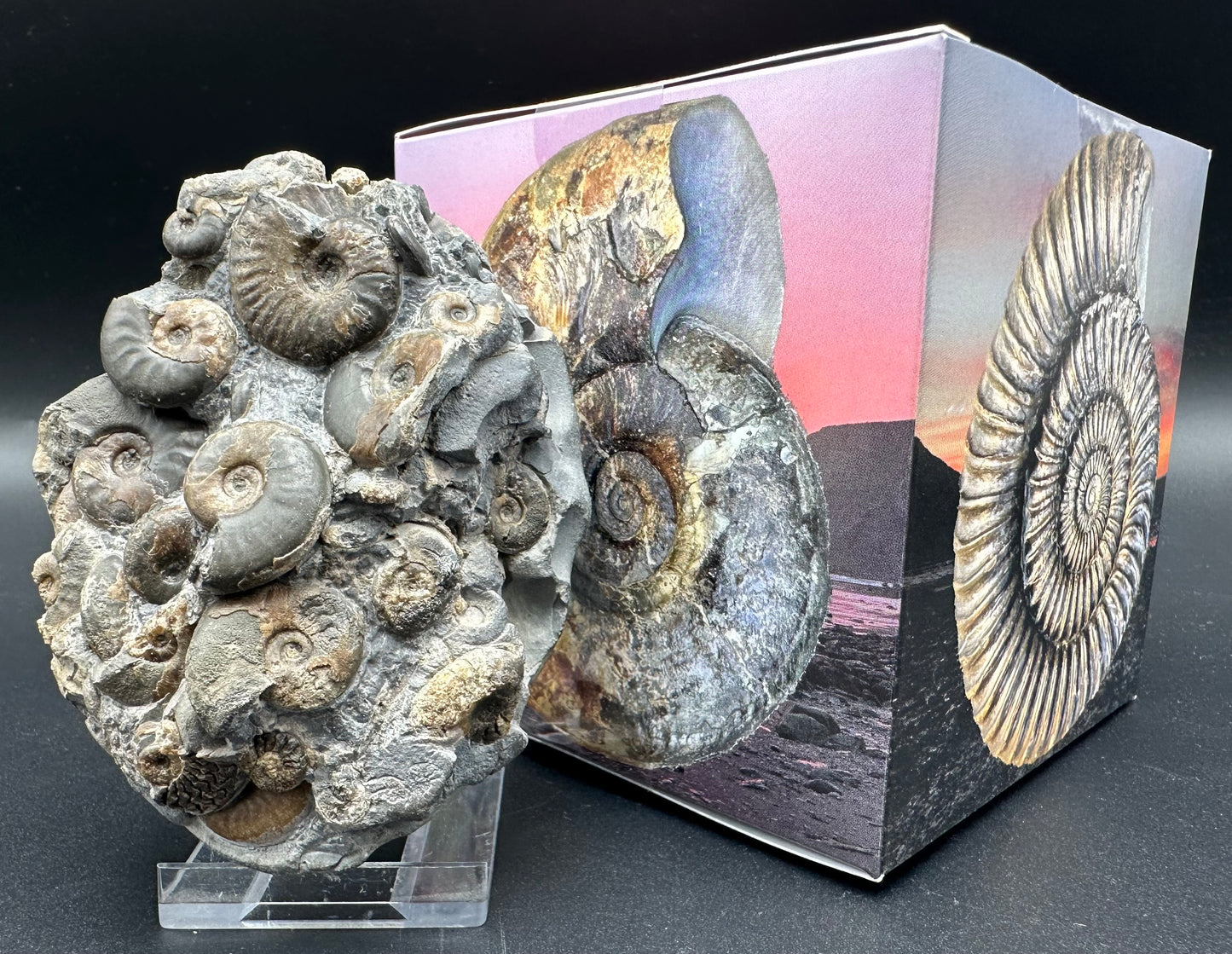 Eleganticeras Elegantulum ammonite fossil with box and stand - Whitby, North Yorkshire Jurassic Coast, Yorkshire Fossils