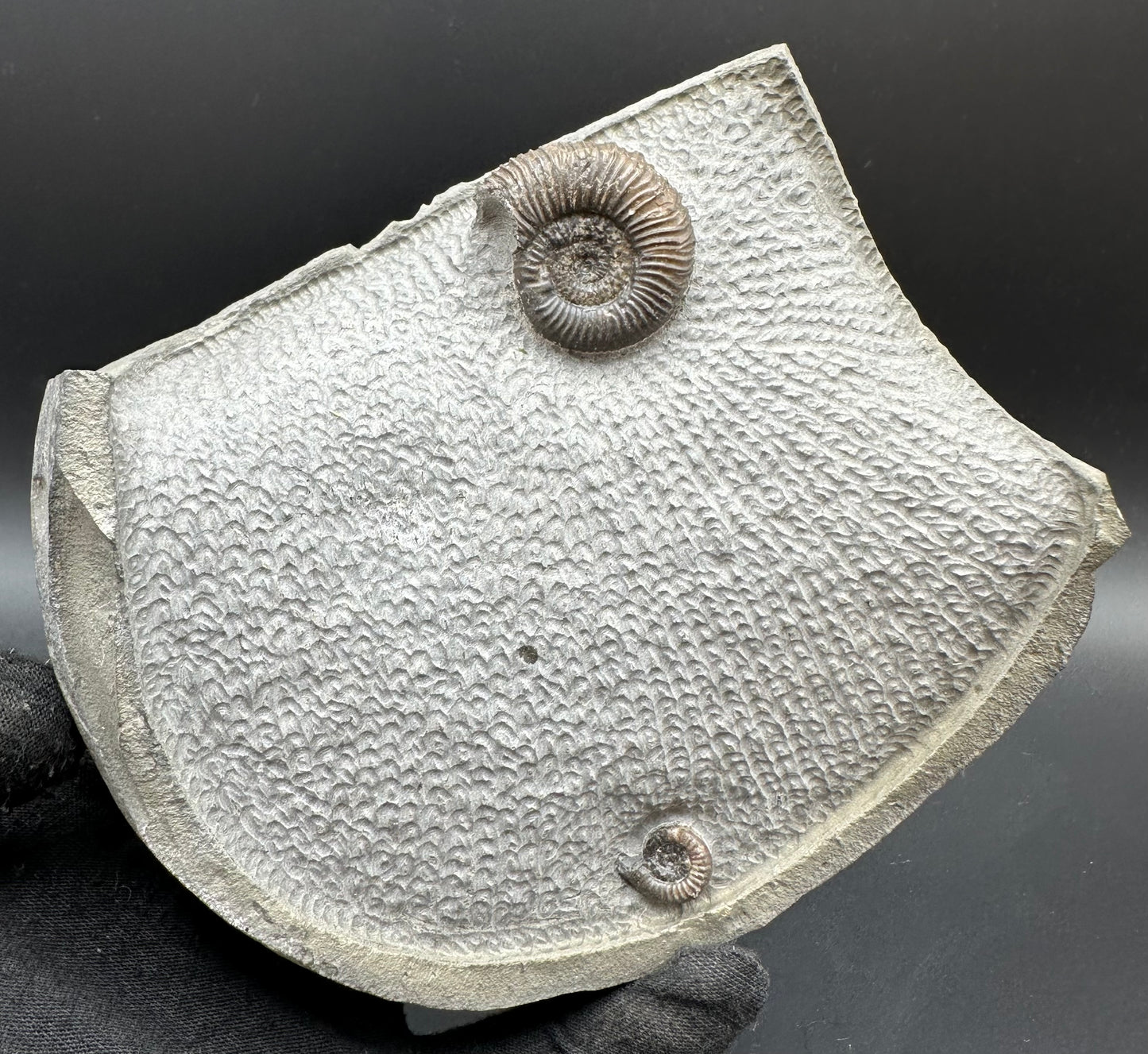 Gracile Multi-block Ammonite Fossil With Stand - Whitby, North Yorkshire Jurassic Coast Yorkshire Fossils