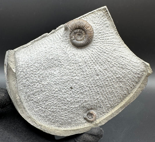 Gracile Multi-block Ammonite Fossil With Stand - Whitby, North Yorkshire Jurassic Coast Yorkshire Fossils