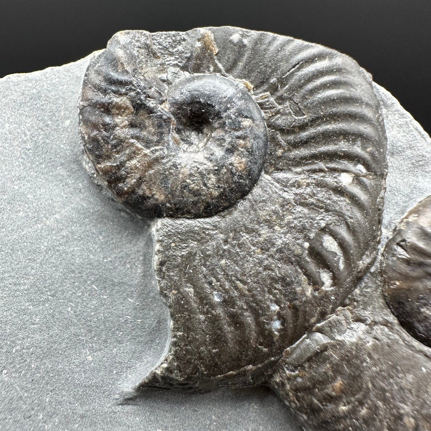 Cleviceras sp. ammonite shell fossil with stand - Whitby, North Yorkshire Jurassic Coast Yorkshire Fossils