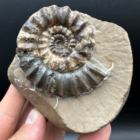Androgynoceras maculatum ammonite fossil with stand - Whitby, North Yorkshire Jurassic Coast Yorkshire Fossils