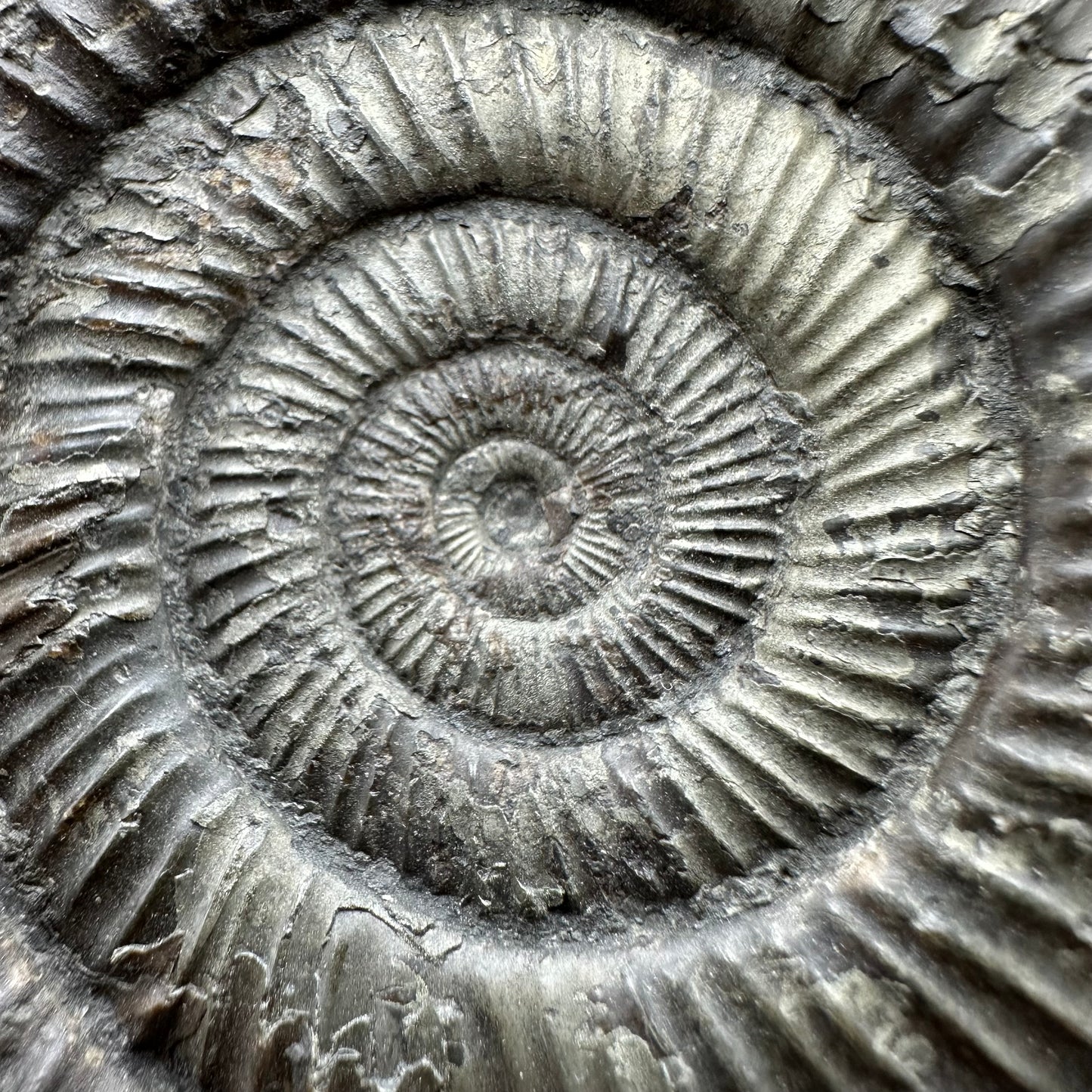 Dactylioceras Ammonite Fossil With box and Stand - Whitby, North Yorkshire Jurassic Coast Yorkshire Fossils