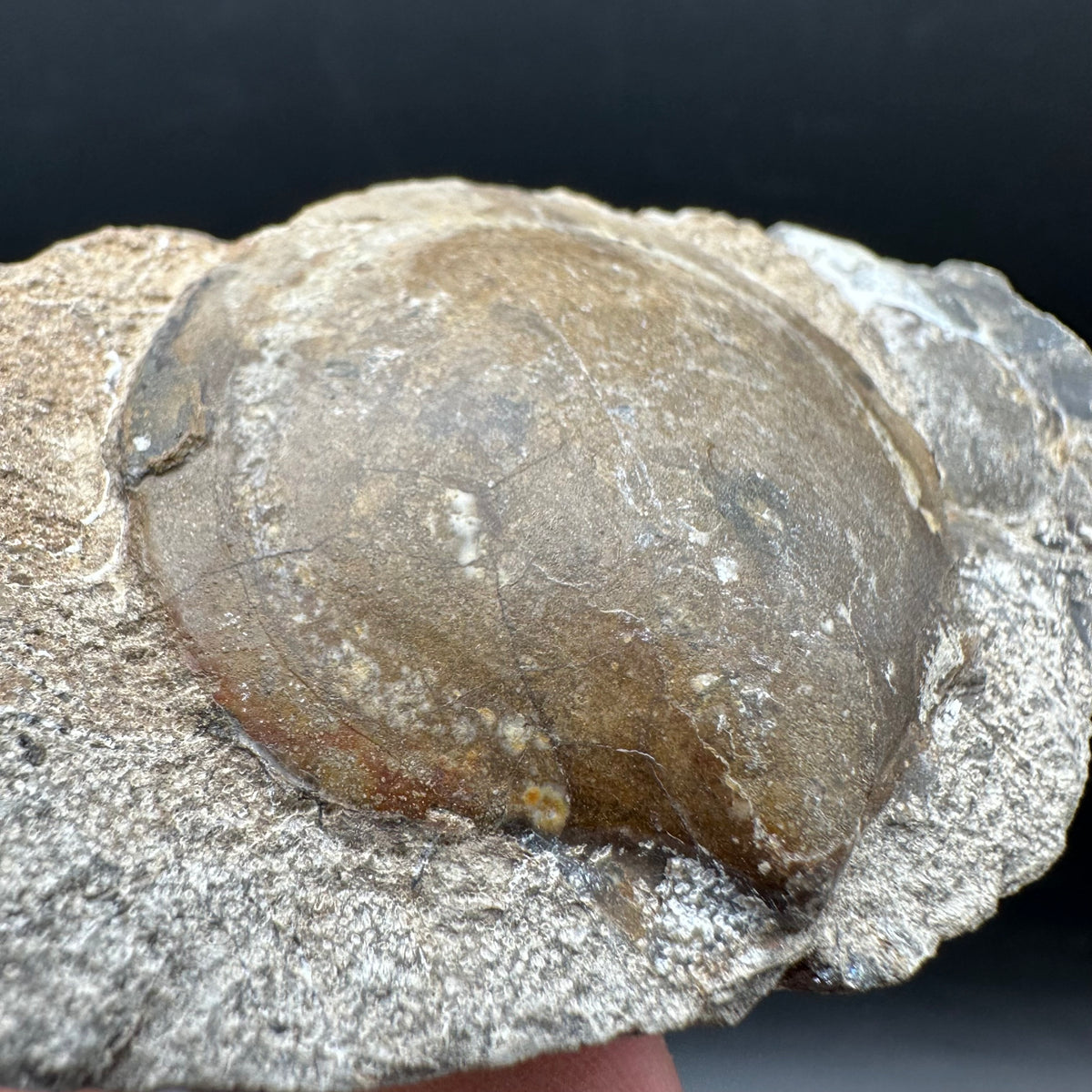 Shell fossil with stand - Whitby, North Yorkshire, Jurassic Coast, Yorkshire Fossils