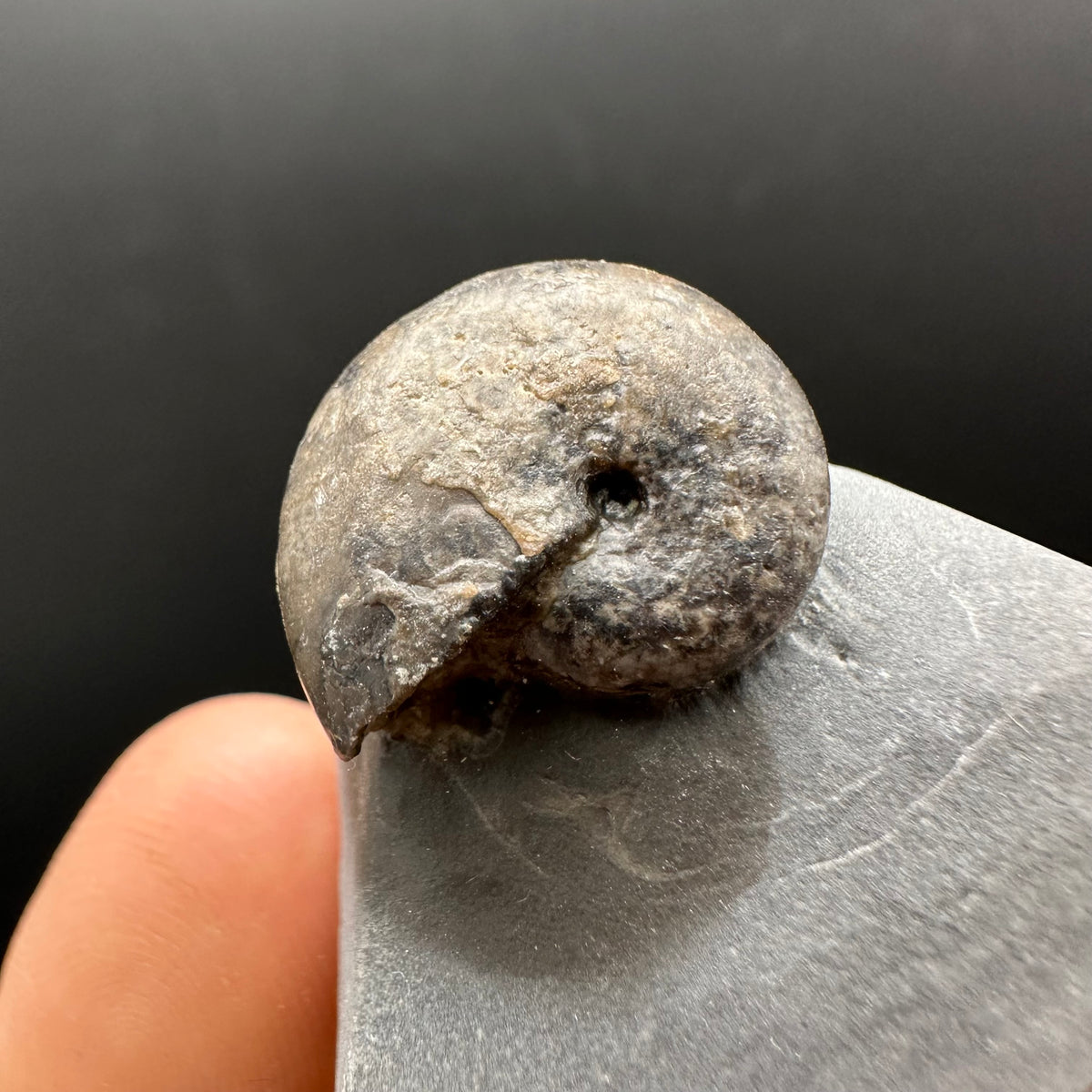 Phylloceras ammonite fossil with box and stand - Whitby, North Yorkshire Jurassic Coast, Yorkshire fossils