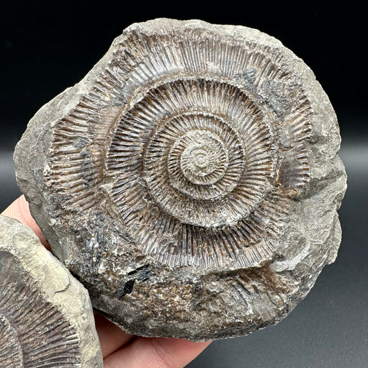 Dactylioceras imprint (negative) bundle ammonite shell fossil with box - Whitby, North Yorkshire, Yorkshire Fossils
