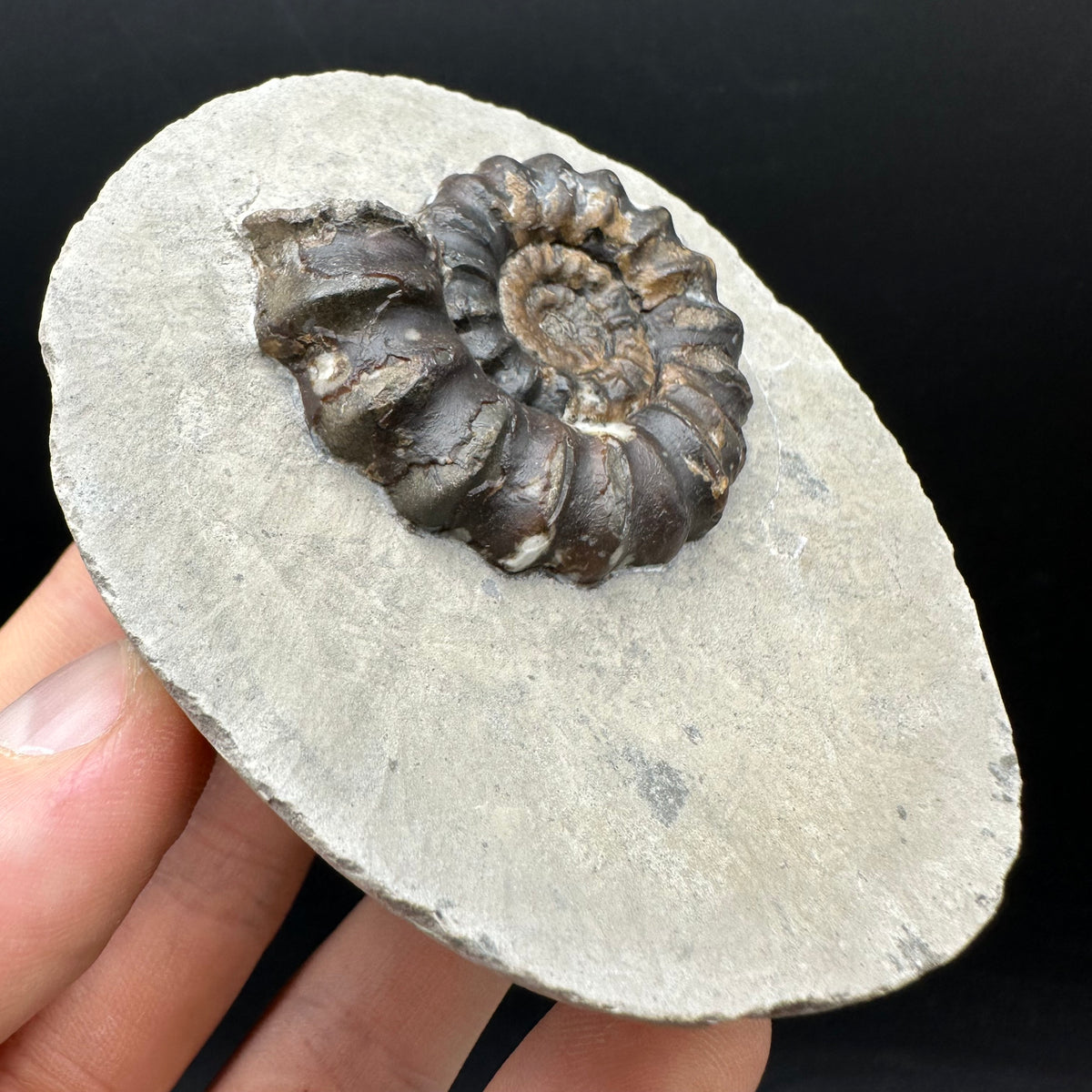 Androgynoceras maculatum ammonite fossil with box and stand - Whitby, North Yorkshire Jurassic Coast Yorkshire Fossils