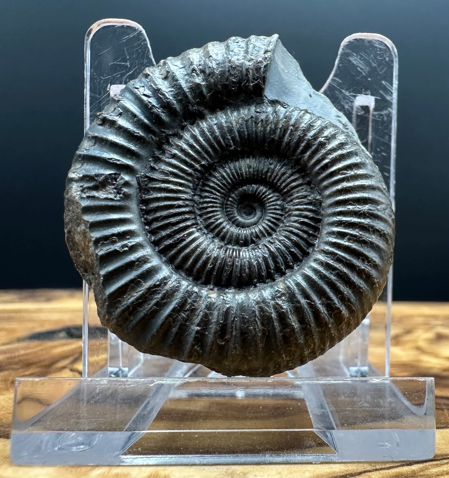 Dactylioceras Ammonite Fossil Gift Set - Whitby, North Yorkshire Jurassic Coast Yorkshire Fossils