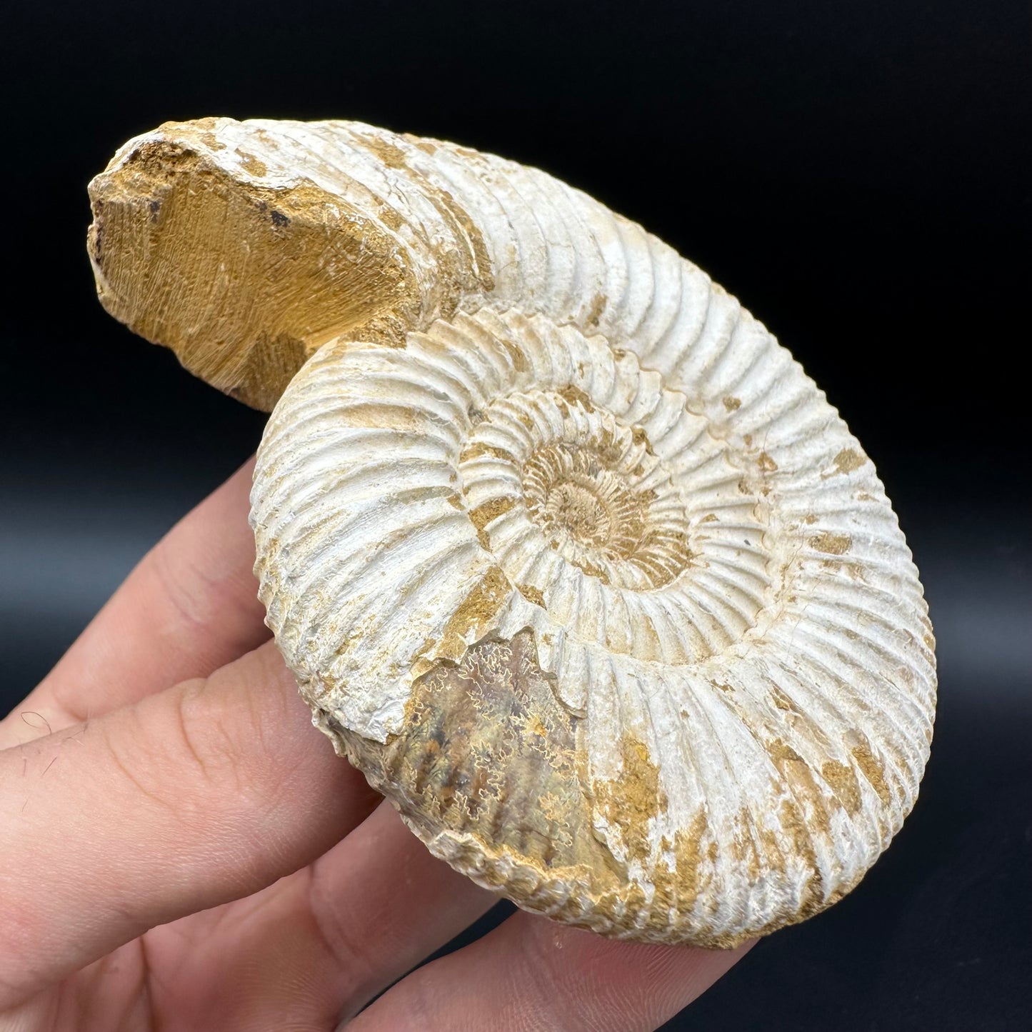 Dichotomosphinctes Ammonite Fossil With Box And Stand - Middle Jurassic Ammonite Madagascar