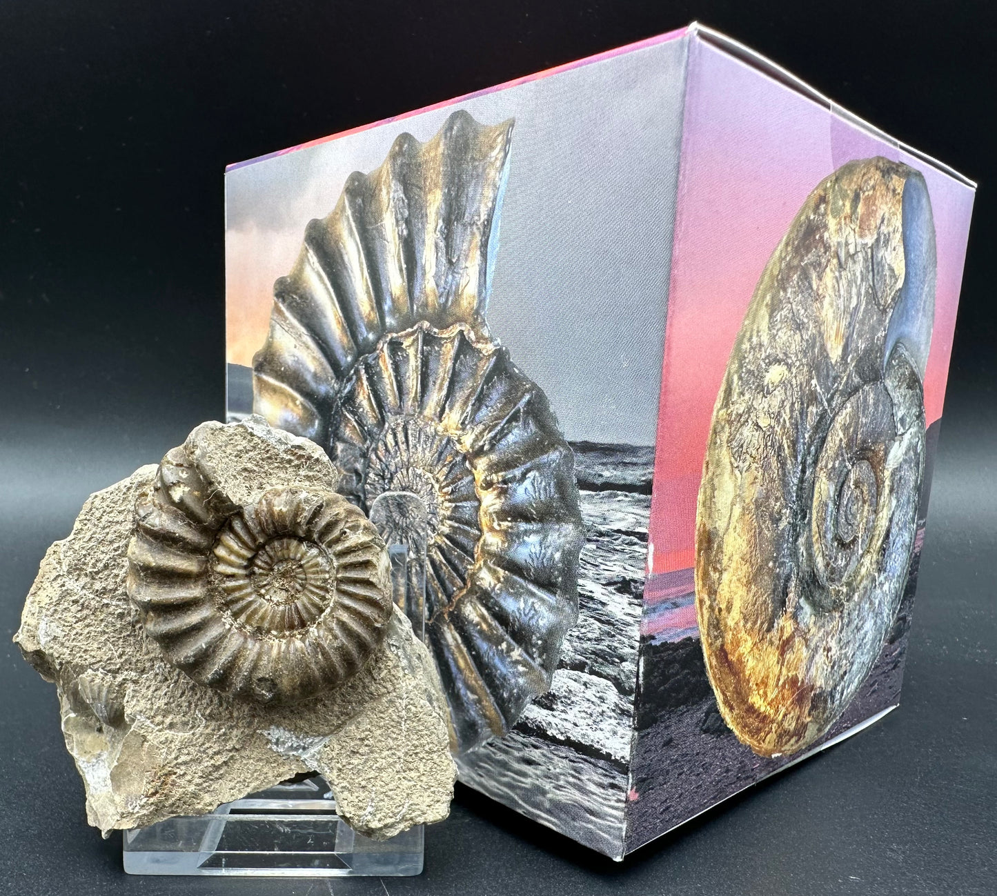 Androgynoceras Capricornus ammonite fossil with box and stand - Whitby, North Yorkshire Jurassic Coast Yorkshire Fossils