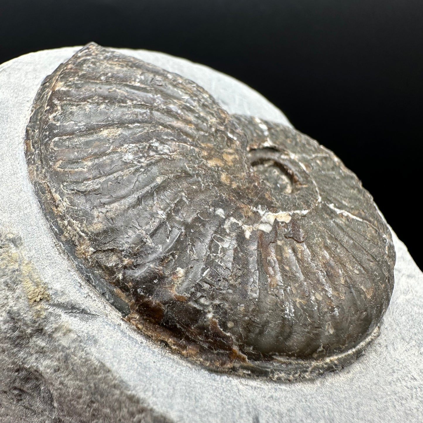 Pseudolioceras lythense Ammonite fossil with box and stand - Whitby, North Yorkshire, Yorkshire Fossils on the Jurassic Coast