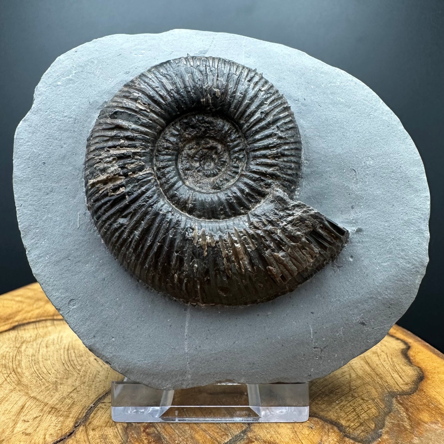 Dactylioceras semicelatum Ammonite fossil with stand - Whitby, North Yorkshire Jurassic Coast Yorkshire Fossils