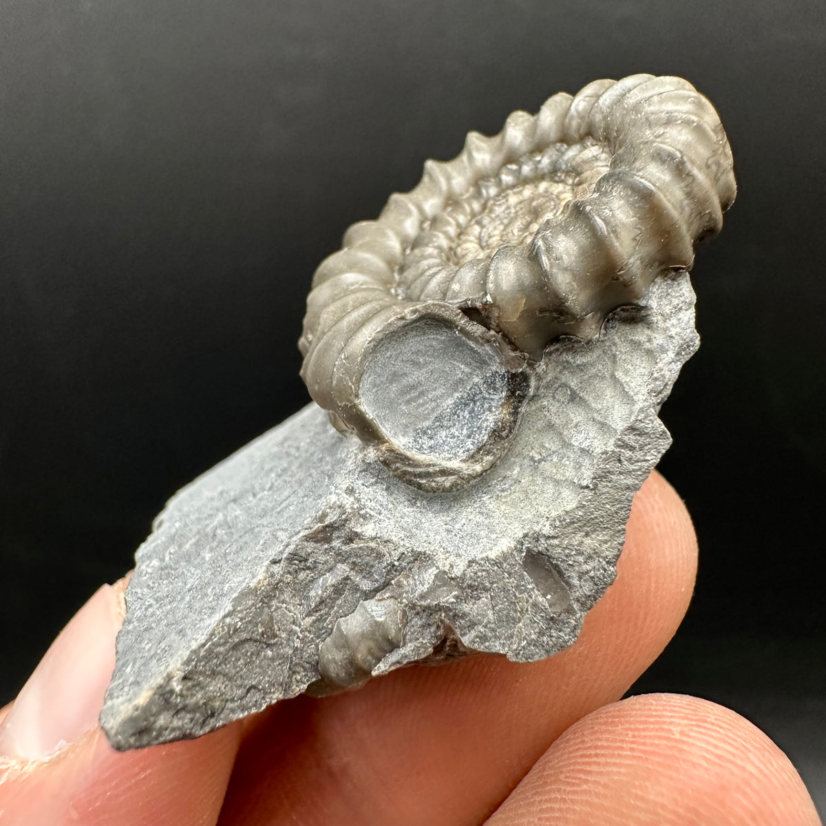 Gagaticeras Ammonite fossil with box and stand - Whitby, North Yorkshire Jurassic Coast Yorkshire Fossils