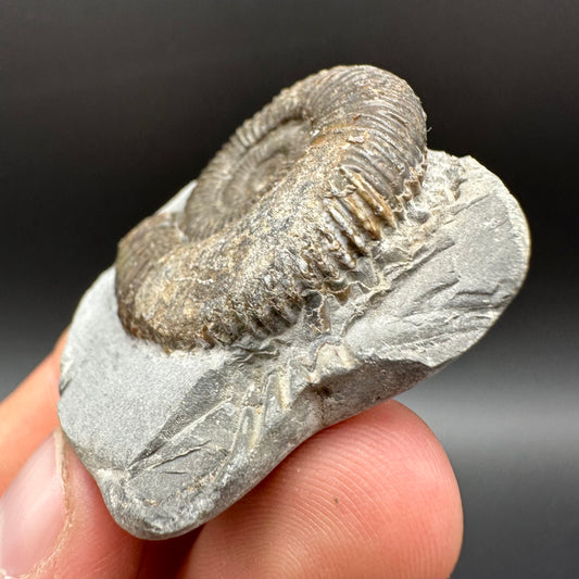 Dactylioceras Ammonite Fossil With Box And Stand - Whitby, North Yorkshire Jurassic Coast Yorkshire Fossils