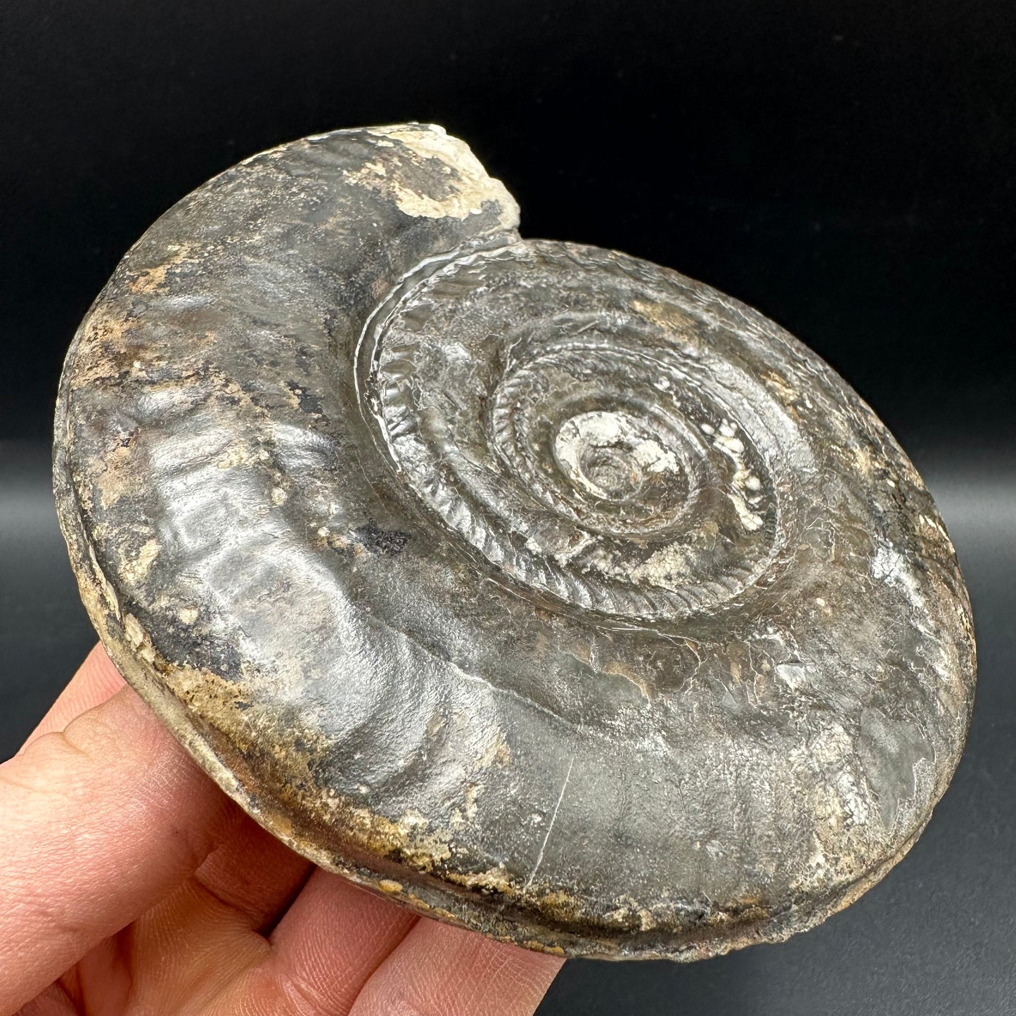 Hildoceras Bifrons Ammonite fossil with box and stand - Whitby, North Yorkshire Jurassic Coast, Yorkshire Fossils from the Jurassic Coast