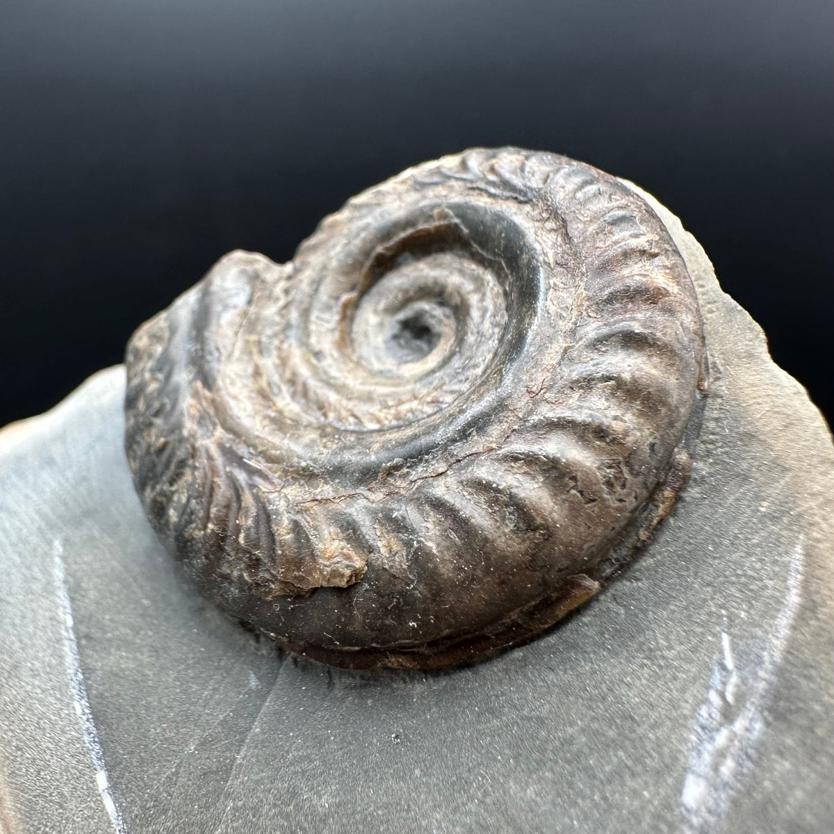 Hildoceras Bifrons Ammonite fossil with stand - Whitby, North Yorkshire Jurassic Coast, Yorkshire Fossils from the Jurassic Coast